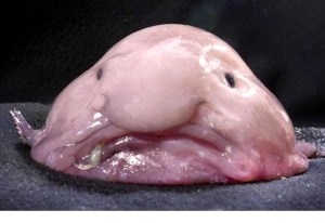 blobfish_7624_north_640x440